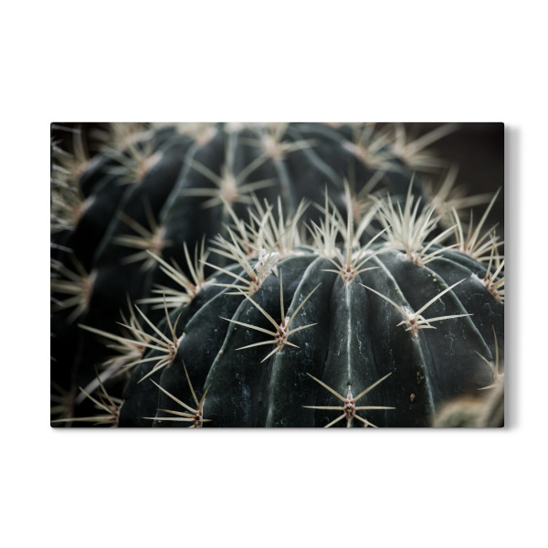 Galerie-Print "Dark Moody Cactus" 30x20 cm artboxONE