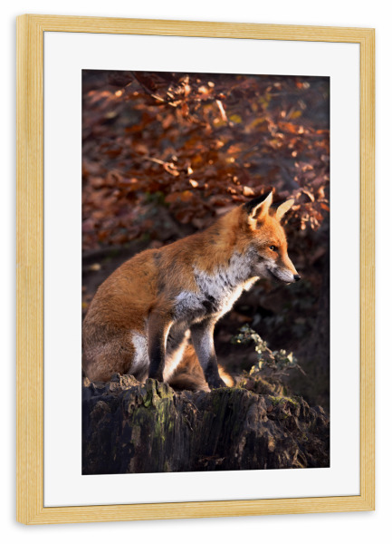 Poster mit Rahmen kiefer "Sitzender Fuchs" artboxONE - Natur,Tiere