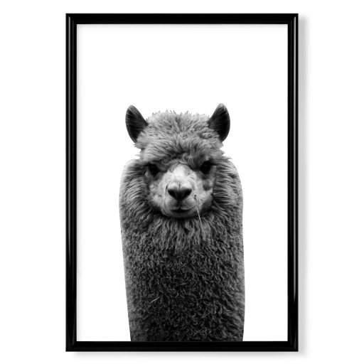 Cute Alpaca Portrait