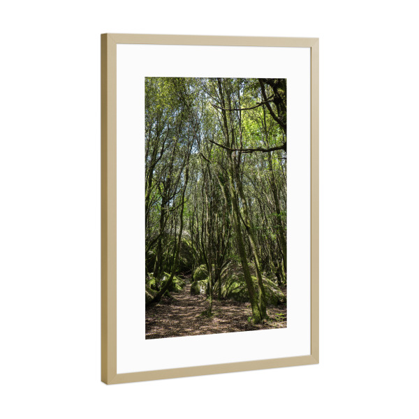 Poster mit Rahmen Gold "Wald im Sommer" artboxONE - Natur