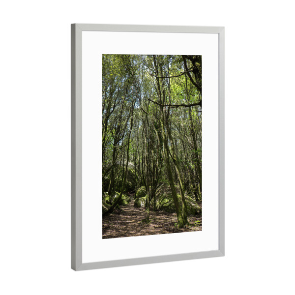 Poster mit Rahmen Silber "Wald im Sommer" artboxONE - Natur