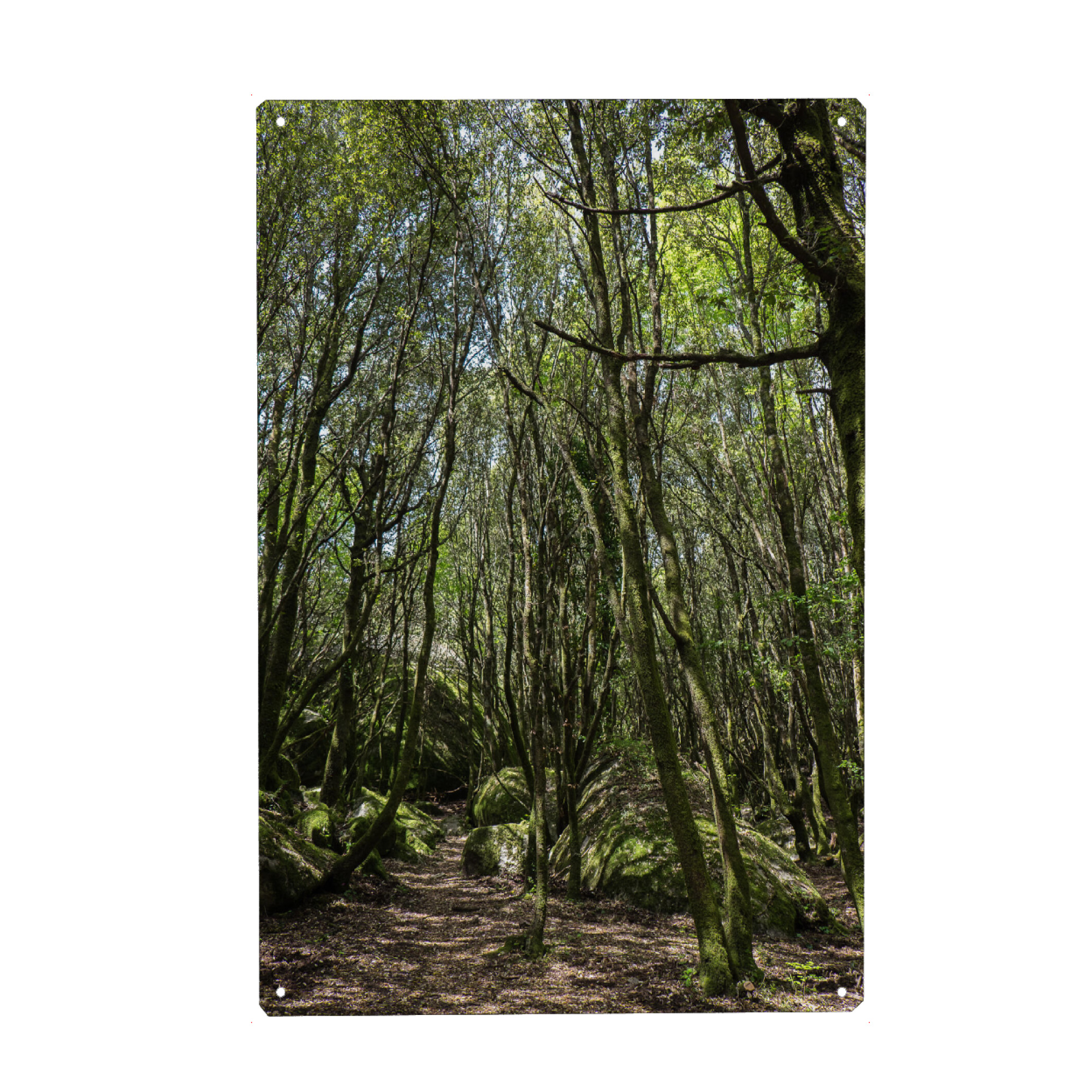 Metall Poster "Wald im Sommer" artboxONE - Natur