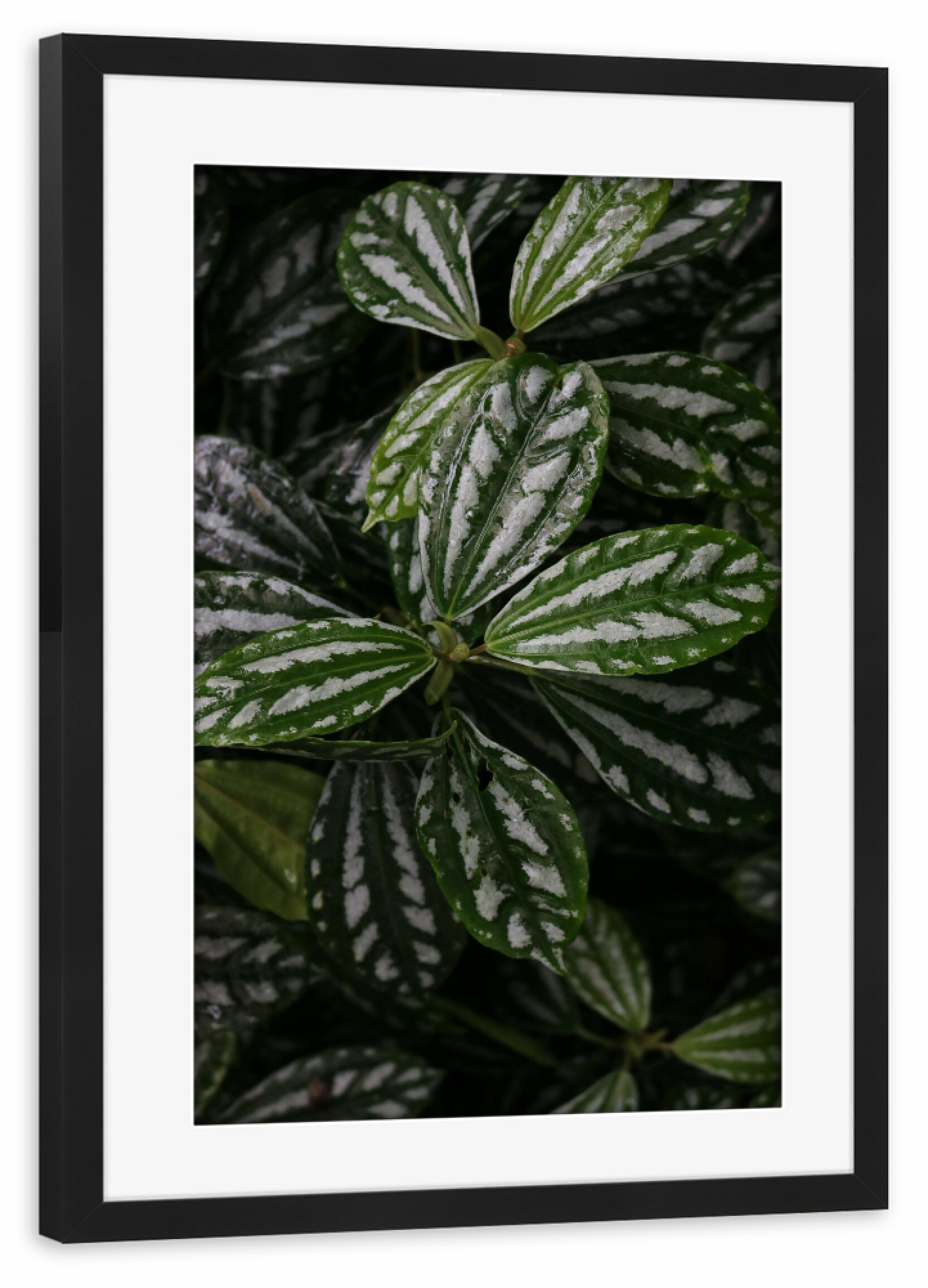 Poster mit Rahmen schwarz "Plant with structure" artboxONE - Natur,Reise,Floral