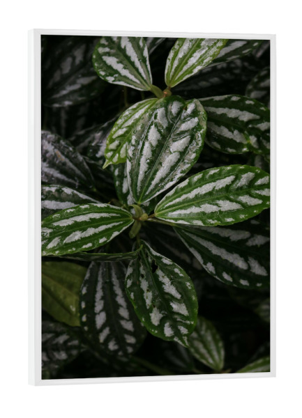 Poster mit weißem Rahmen "Plant with structure" artboxONE - Natur,Reise,Floral