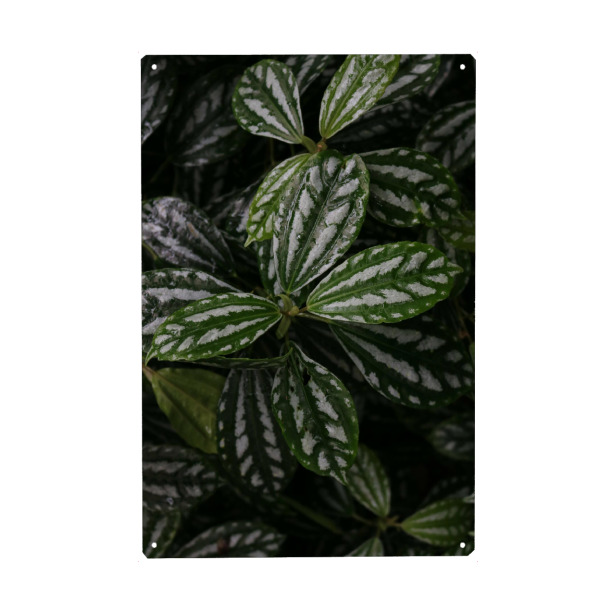 Holzbild "Plant with structure" artboxONE - Natur,Reise,Floral