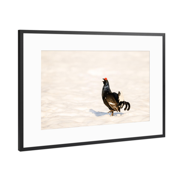Poster mit Rahmen Schwarz (Metallic) "Love is in the Spring Air" artboxONE - Natur,Tiere