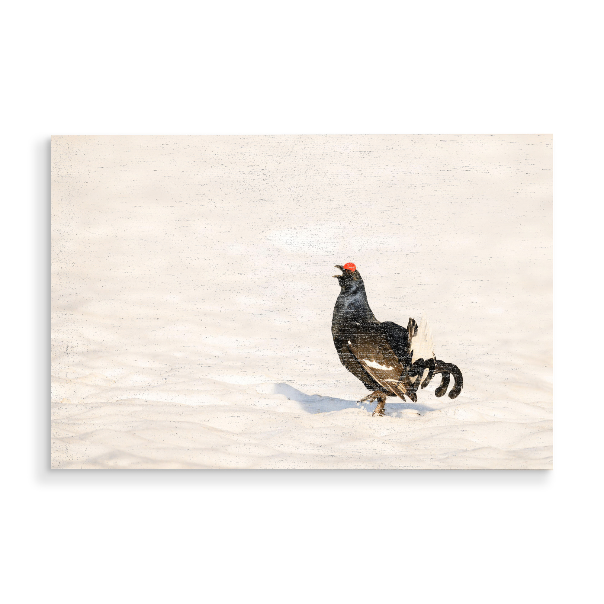 Holzbild "Love is in the Spring Air" artboxONE - Natur,Tiere