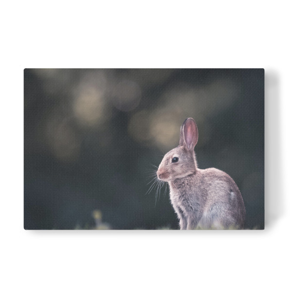 Leinwandbild "Kaninchen Naturfoto" artboxONE - Natur,Tiere - Kaninchen,Naturfoto,Osterhase,Bunny,Rabbit,Natur,Nature,Häschen,Hase,Wildkaninchen