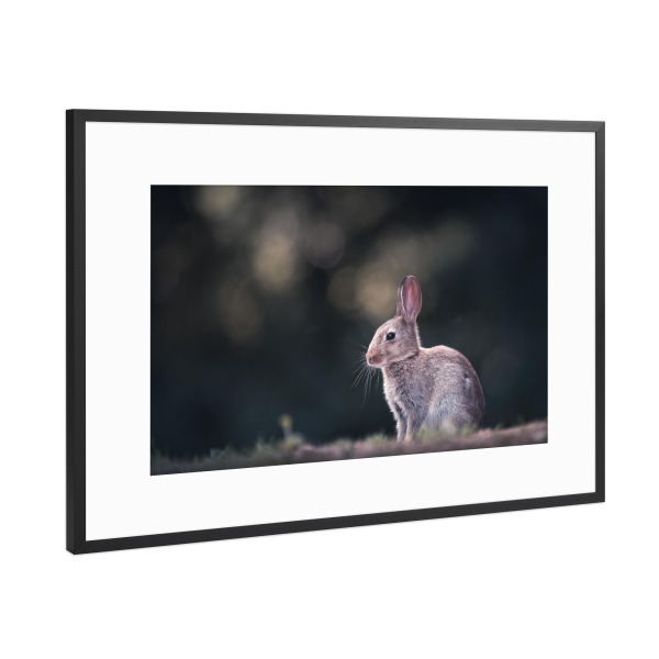 Poster mit Rahmen Schwarz (Metallic) "Kaninchen Naturfoto" artboxONE - Natur,Tiere