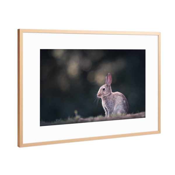 Poster mit Rahmen Kupfer "Kaninchen Naturfoto" artboxONE - Natur,Tiere