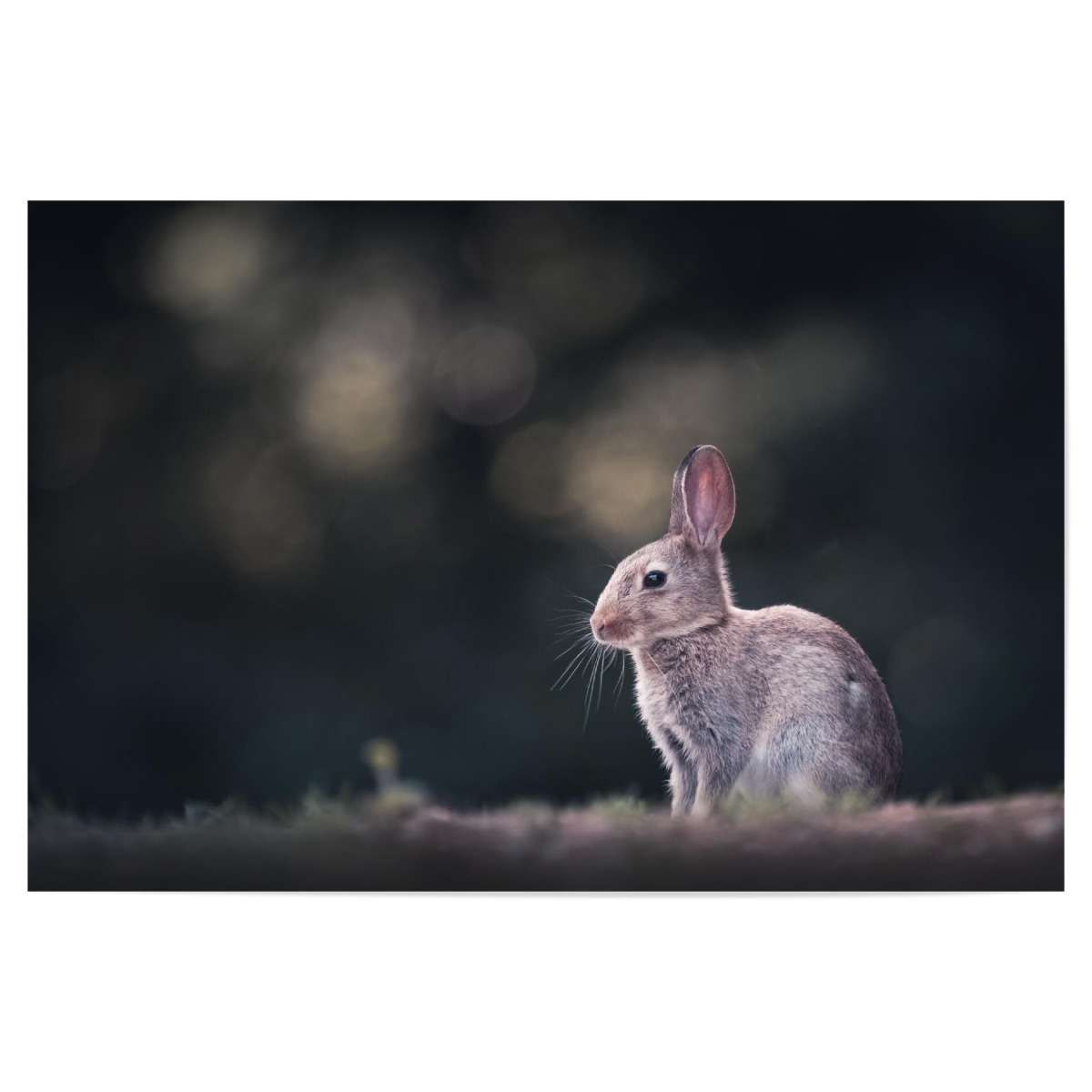 Kaninchen Naturfoto Als Poster Bei Artboxone Kaufen