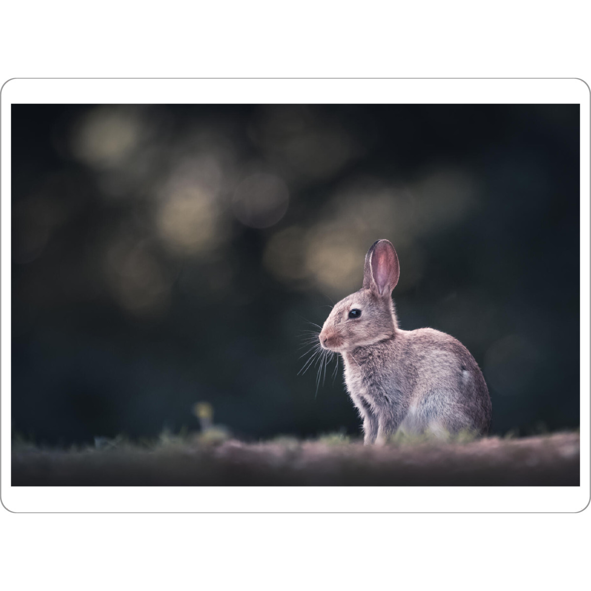 Tischset "Kaninchen Naturfoto" artboxONE - Natur,Tiere - Kaninchen,Naturfoto,Osterhase,Bunny,Rabbit,Natur,Nature,Häschen,Hase,Wildkaninchen