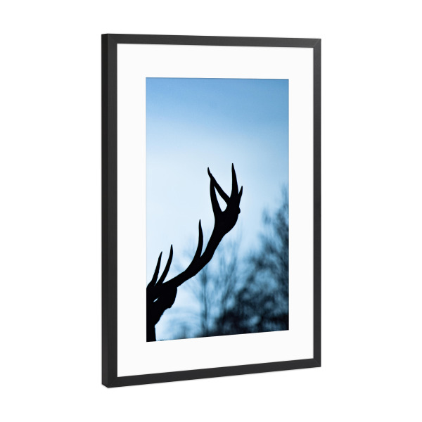 Poster mit Rahmen Schwarz (Metallic) "Hirschgeweih" artboxONE - Natur,Tiere