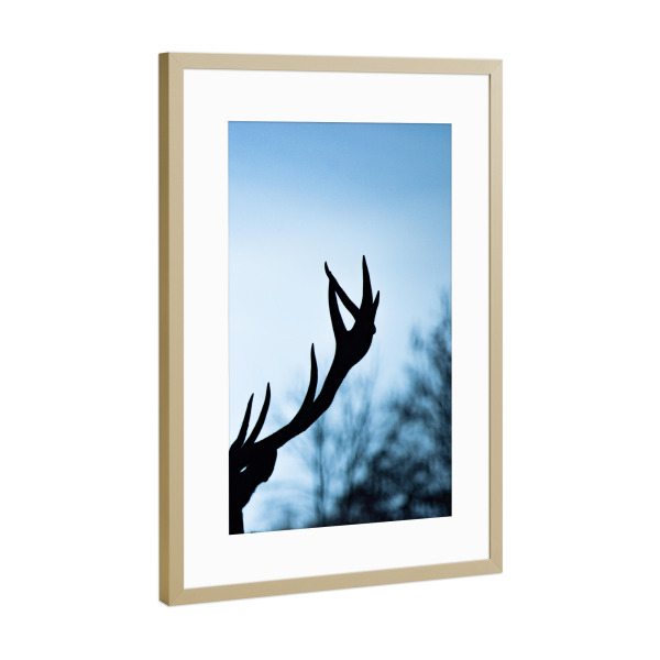 Poster mit Rahmen Gold "Hirschgeweih" artboxONE - Natur,Tiere