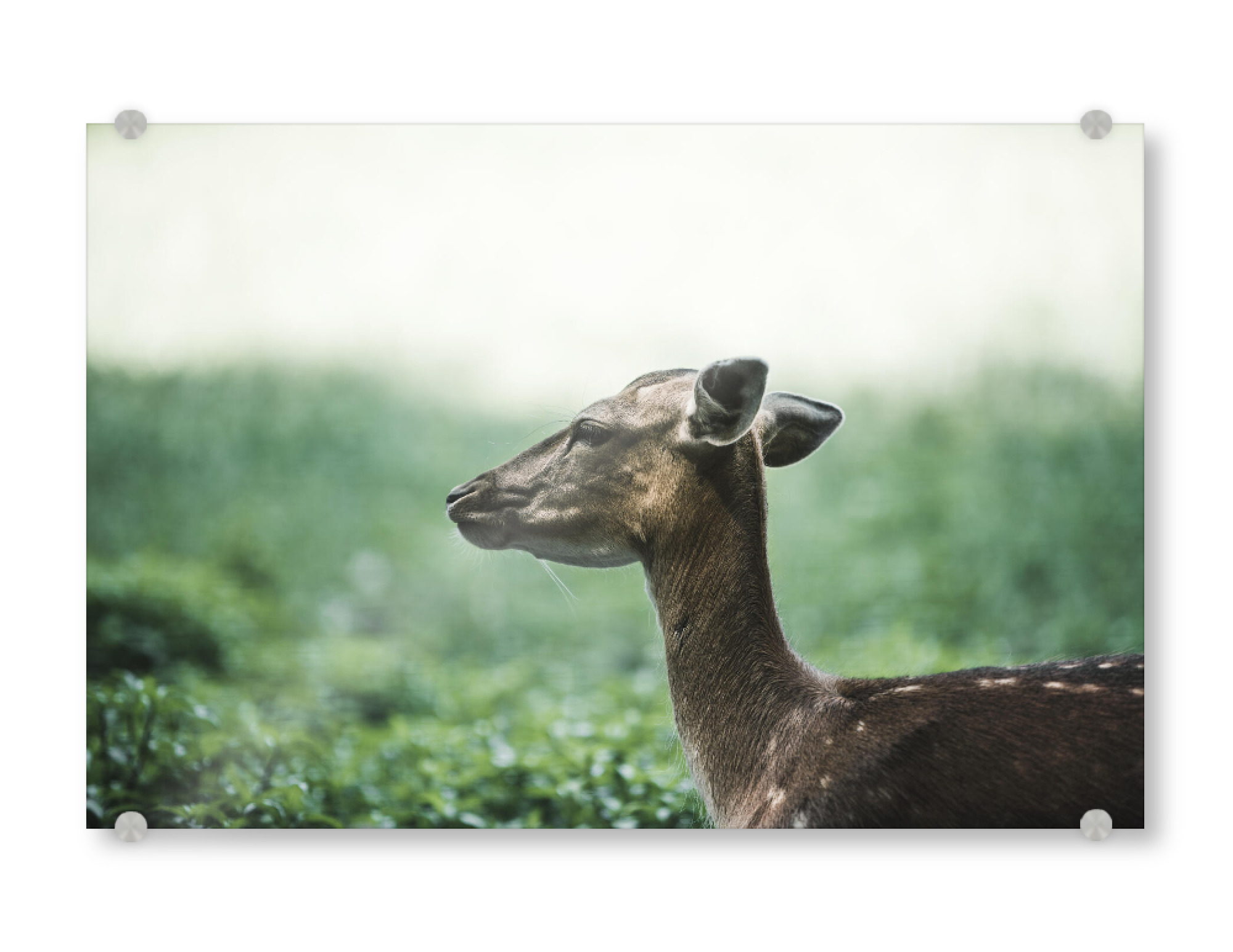 Acrylglasbild "Ein Reh" artboxONE - Natur,Tiere - Animal,Wildlife,Tiere,Wald,Tier,Wild,Natur,Portrait,Nature,Green,Grün,Reh,Deer