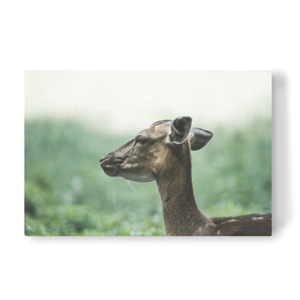 Leinwandbild "Ein Reh" artboxONE - Natur,Tiere - Animal,Wildlife,Tiere,Wald,Tier,Wild,Natur,Portrait,Nature,Green,Grün,Reh,Deer