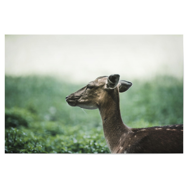 Poster "Ein Reh" artboxONE - Natur,Tiere - Animal,Wildlife,Tiere,Wald,Tier,Wild,Natur,Portrait,Nature,Green,Grün,Reh,Deer