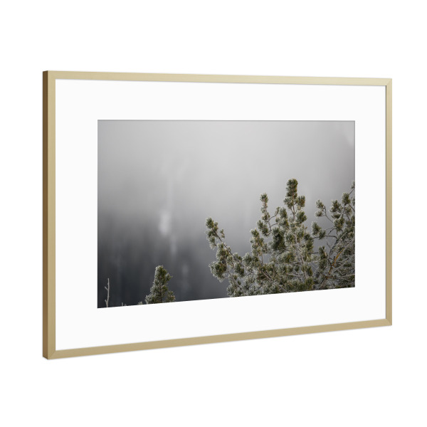 Poster mit Rahmen Gold "Icy Needles" artboxONE - Natur - Minimalistisch,Nadeln,Nebel,Winter,Eis,Kalt,Stillleben,Schweiz,Gebirge,Stille,Natur,Nature