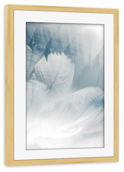 Poster mit Rahmen kiefer "Schwanfedern" artboxONE - Natur,Tiere - Federn,Federkleid,Schwan,Höckerschwan,Natur,Nature,Feather,Closeup,Nahaufnahme