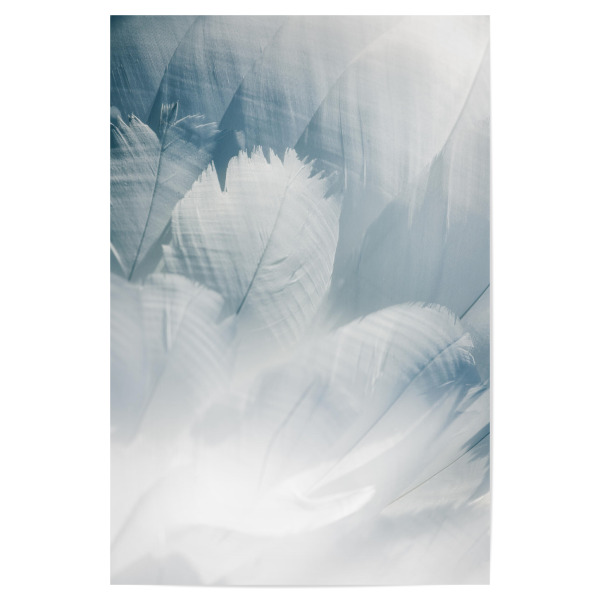 Poster "Schwanfedern" artboxONE - Natur,Tiere - Federn,Federkleid,Schwan,Höckerschwan,Natur,Nature,Feather,Closeup,Nahaufnahme