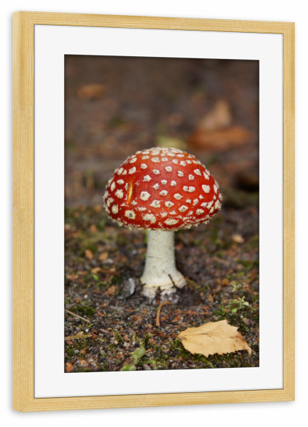 Poster mit Rahmen kiefer "Licht der Erde" artboxONE - Städte,Städte / Hamburg,Natur