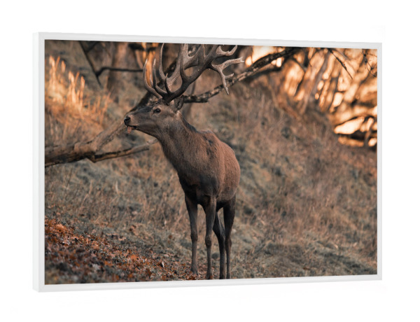 Poster mit weißem Rahmen "Days in the Forest" artboxONE - Natur,Tiere