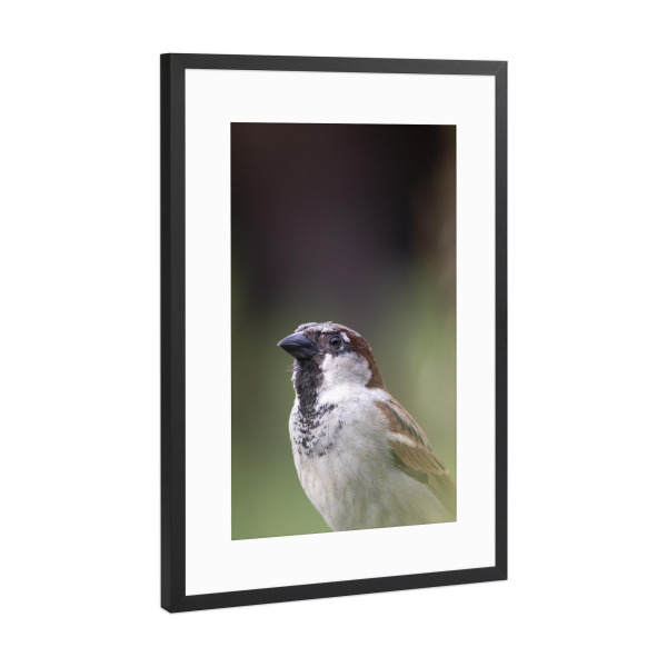 Poster mit Rahmen Schwarz (Metallic) "Birdy bird" artboxONE - Natur,Reise,Tiere