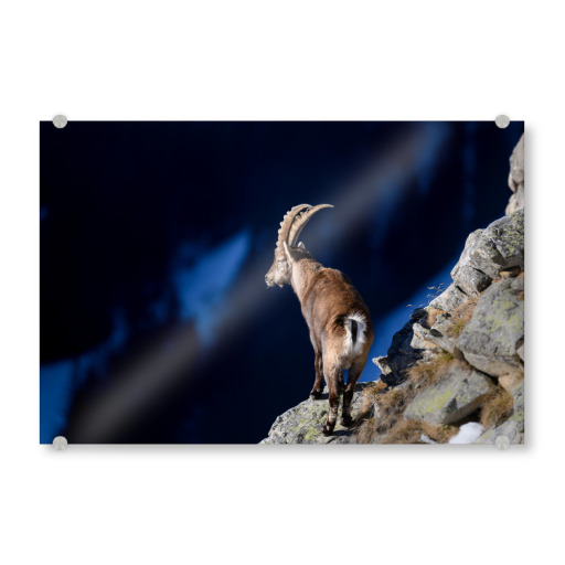 The Lookout