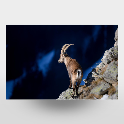 The Lookout