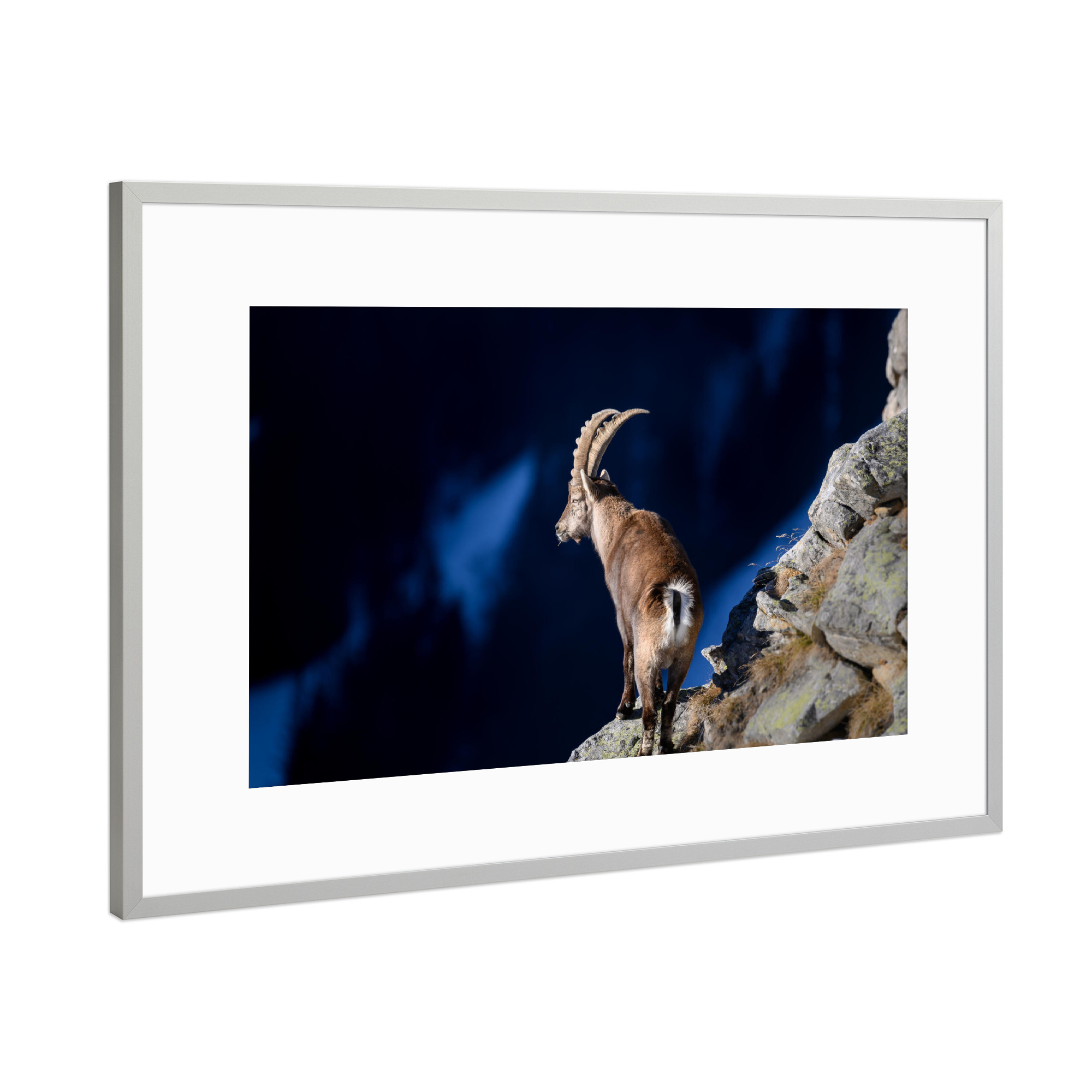 Poster mit Rahmen Silber "The Lookout" artboxONE - Natur,Tiere - Wildtiere,Natur,Steinbock,Alpen,Nature,Wild,Animal