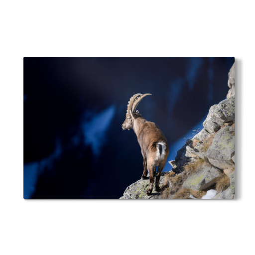 The Lookout