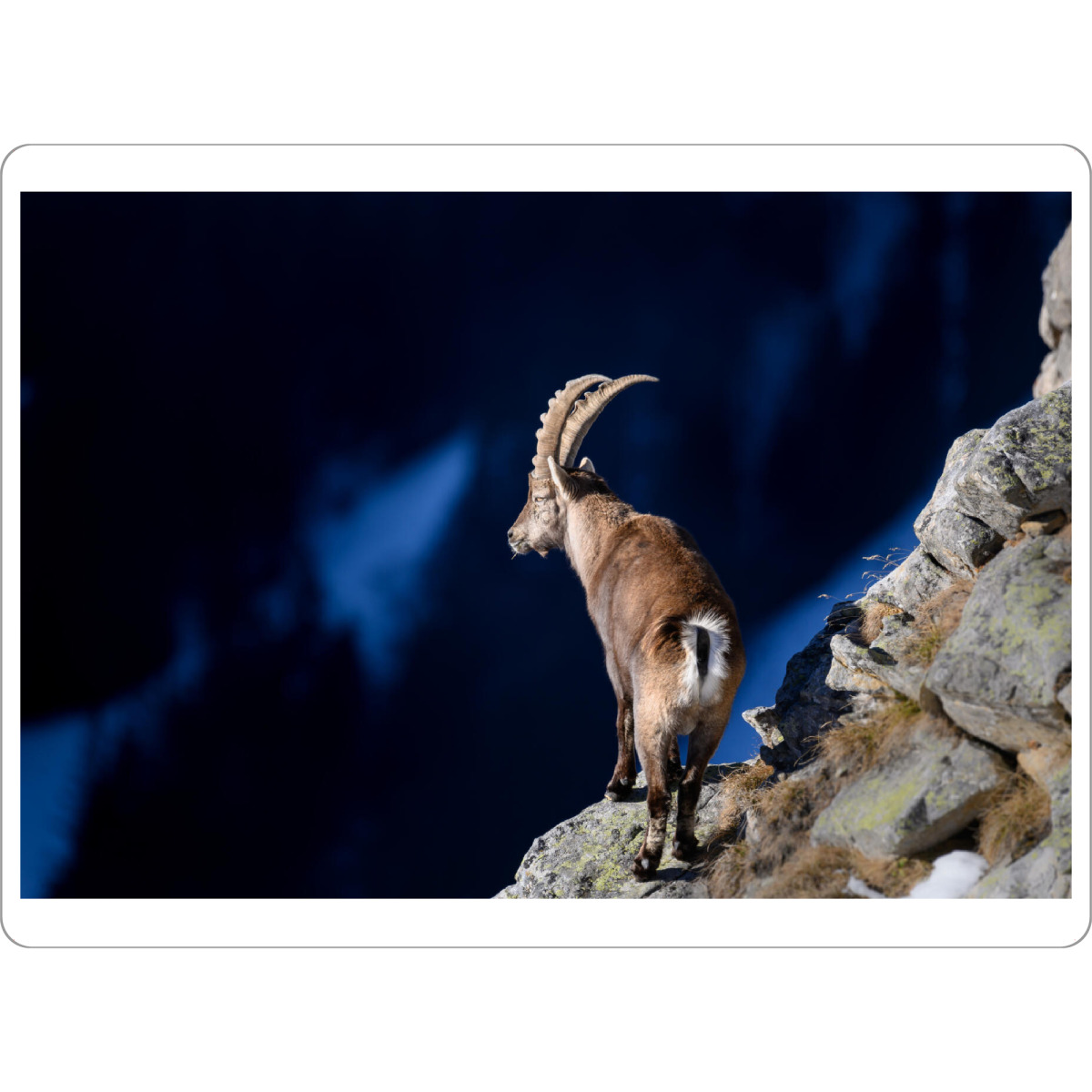 Tischset "The Lookout" artboxONE - Natur,Tiere - Wildtiere,Natur,Steinbock,Alpen,Nature,Wild,Animal - Bild wildtiere