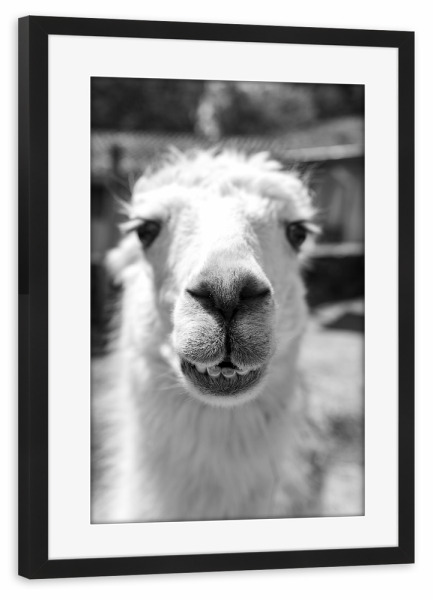 Poster mit Rahmen schwarz "Close Llama Snout" artboxONE - Natur,Tiere,Lustig