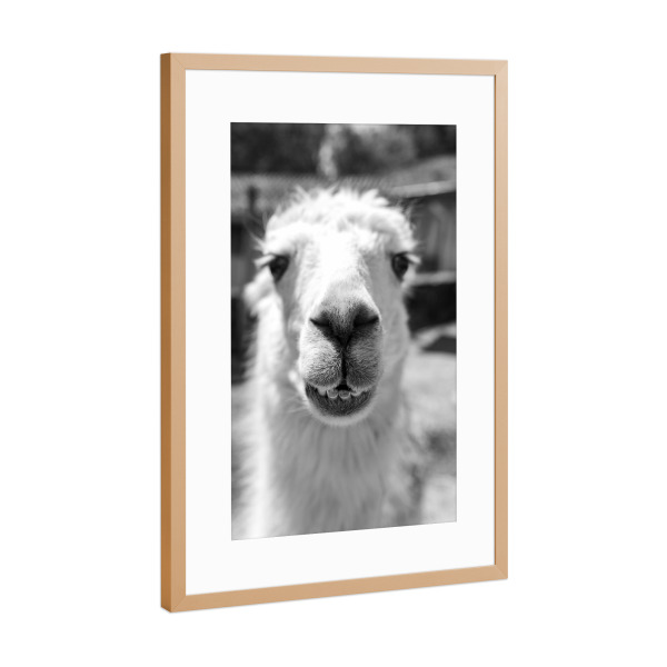 Poster mit Rahmen Kupfer "Close Llama Snout" artboxONE - Natur,Tiere,Lustig