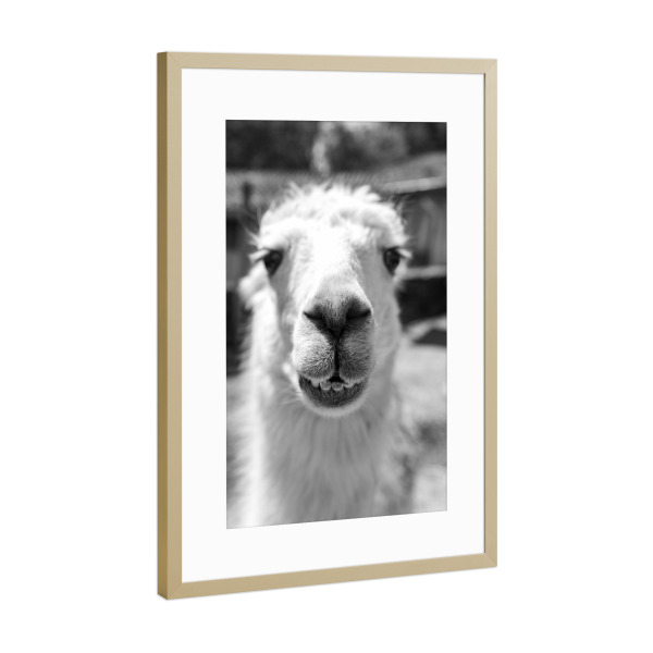 Poster mit Rahmen Gold "Close Llama Snout" artboxONE - Natur,Tiere,Lustig