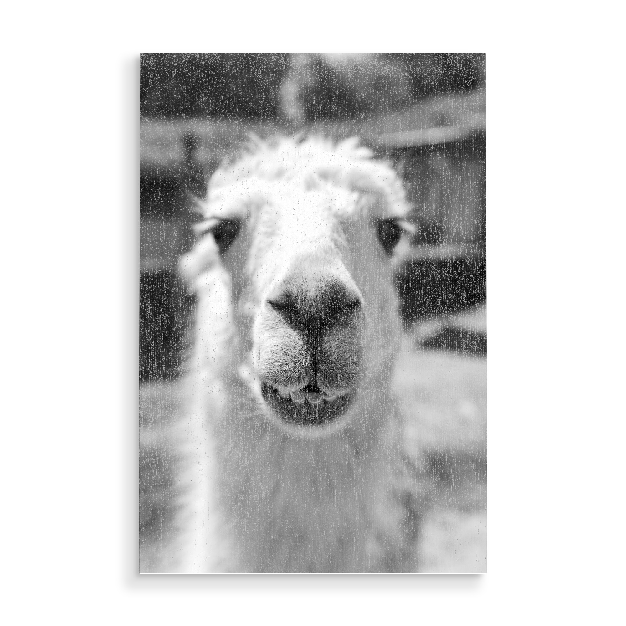 Holzbild "Close Llama Snout" artboxONE - Natur,Tiere,Lustig