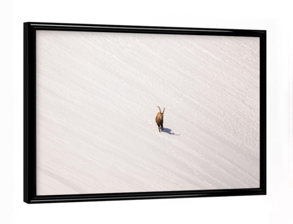 Poster mit schwarzem Rahmen "Lines in White" artboxONE - Natur,Tiere