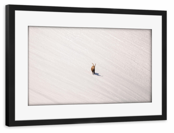 Poster mit Rahmen schwarz "Lines in White" artboxONE - Natur,Tiere