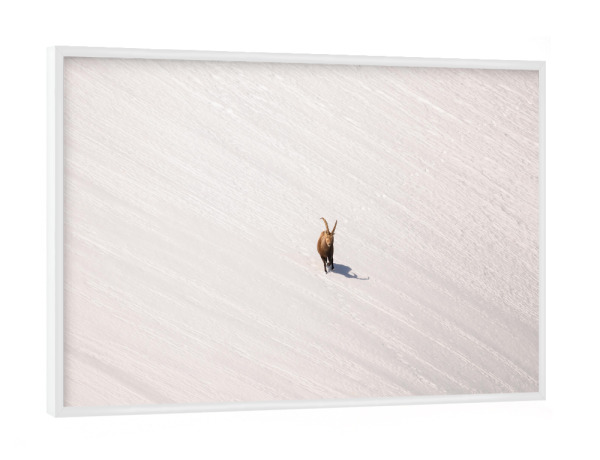 Poster mit weißem Rahmen "Lines in White" artboxONE - Natur,Tiere