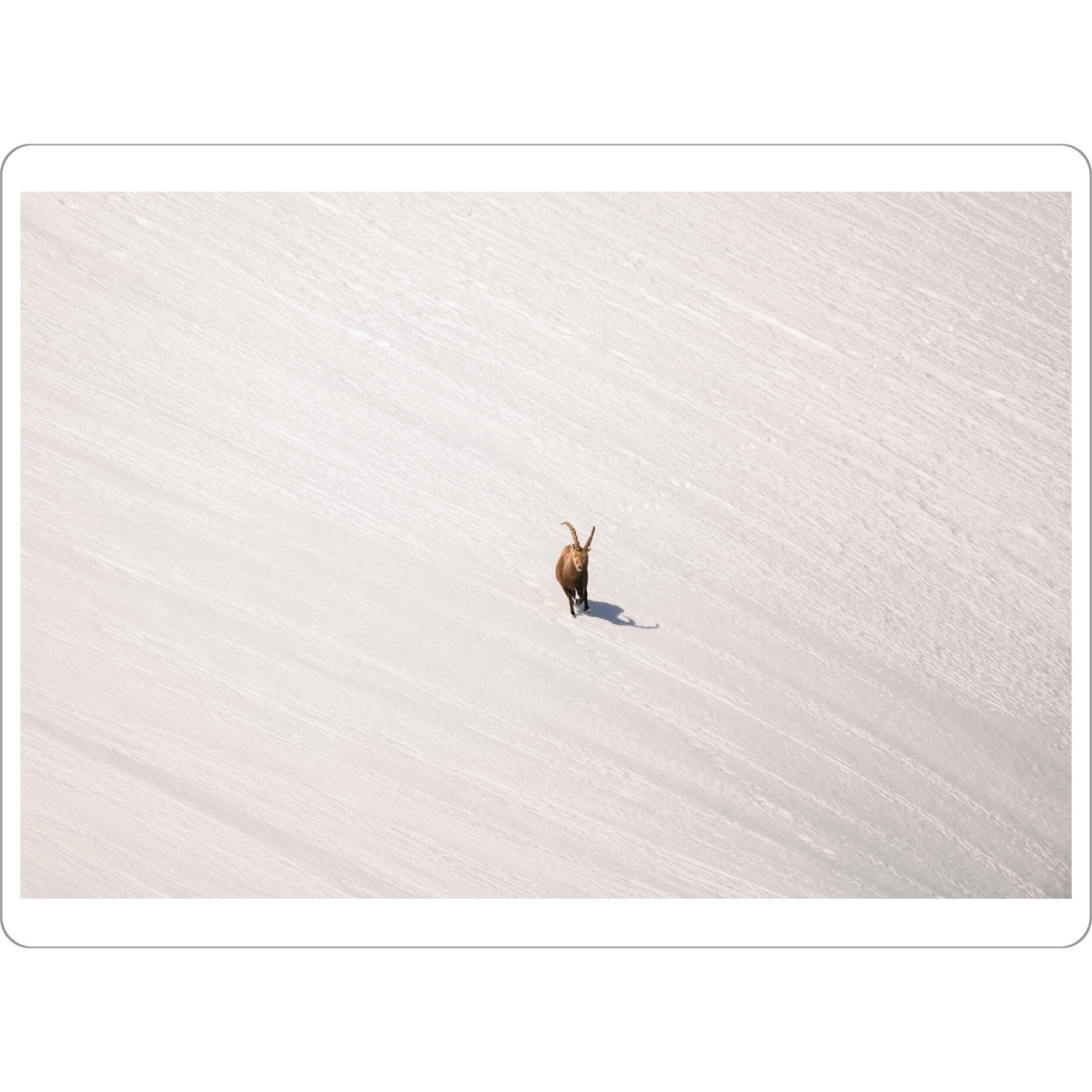 Tischset "Lines in White" artboxONE - Natur,Tiere