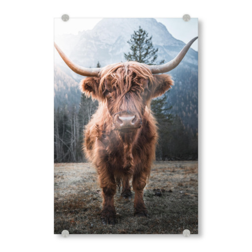 Highland Cow in Nature