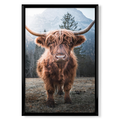 Highland Cow in Nature