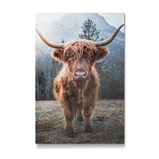 Highland Cow in Nature