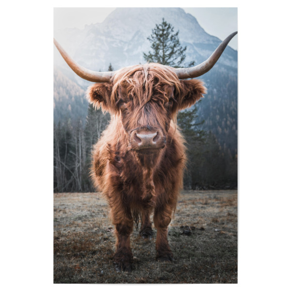 Poster 30x20 cm "Highland Cow in Nature" artboxONE - Natur,Reise,Tiere