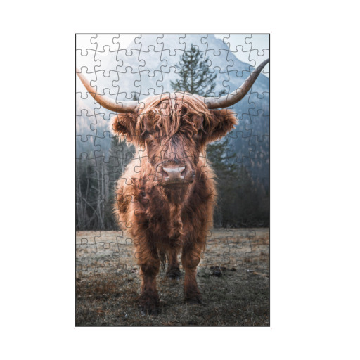 Highland Cow in Nature