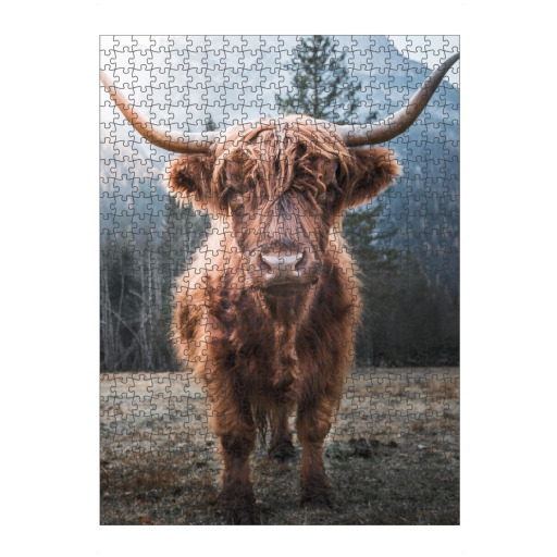 Highland Cow in Nature