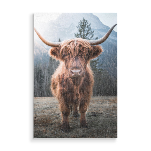 Highland Cow in Nature