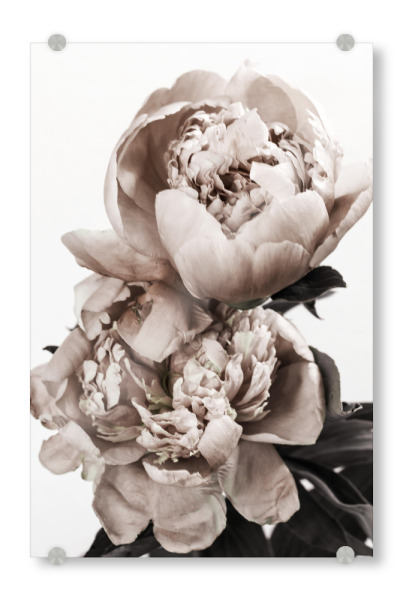 Acrylglasbild "Peonies Portrait" artboxONE - Natur,Floral - Peonies,Floral,Flowers,Blumen,Natur,Nature,Closeup,Nahaufnahme,Boho