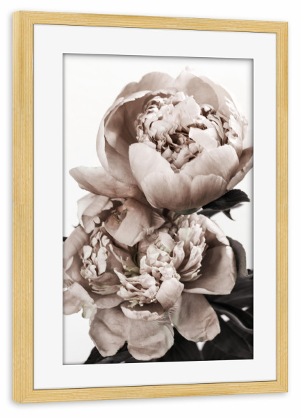 Poster mit Rahmen kiefer "Peonies Portrait" artboxONE - Natur,Floral - Peonies,Floral,Flowers,Blumen,Natur,Nature,Closeup,Nahaufnahme,Boho