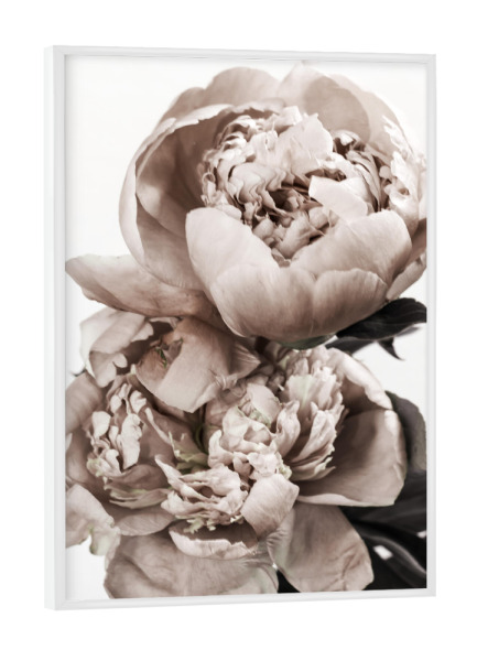 Poster mit weißem Rahmen "Peonies Portrait" artboxONE - Natur,Floral - Peonies,Floral,Flowers,Blumen,Natur,Nature,Closeup,Nahaufnahme,Boho